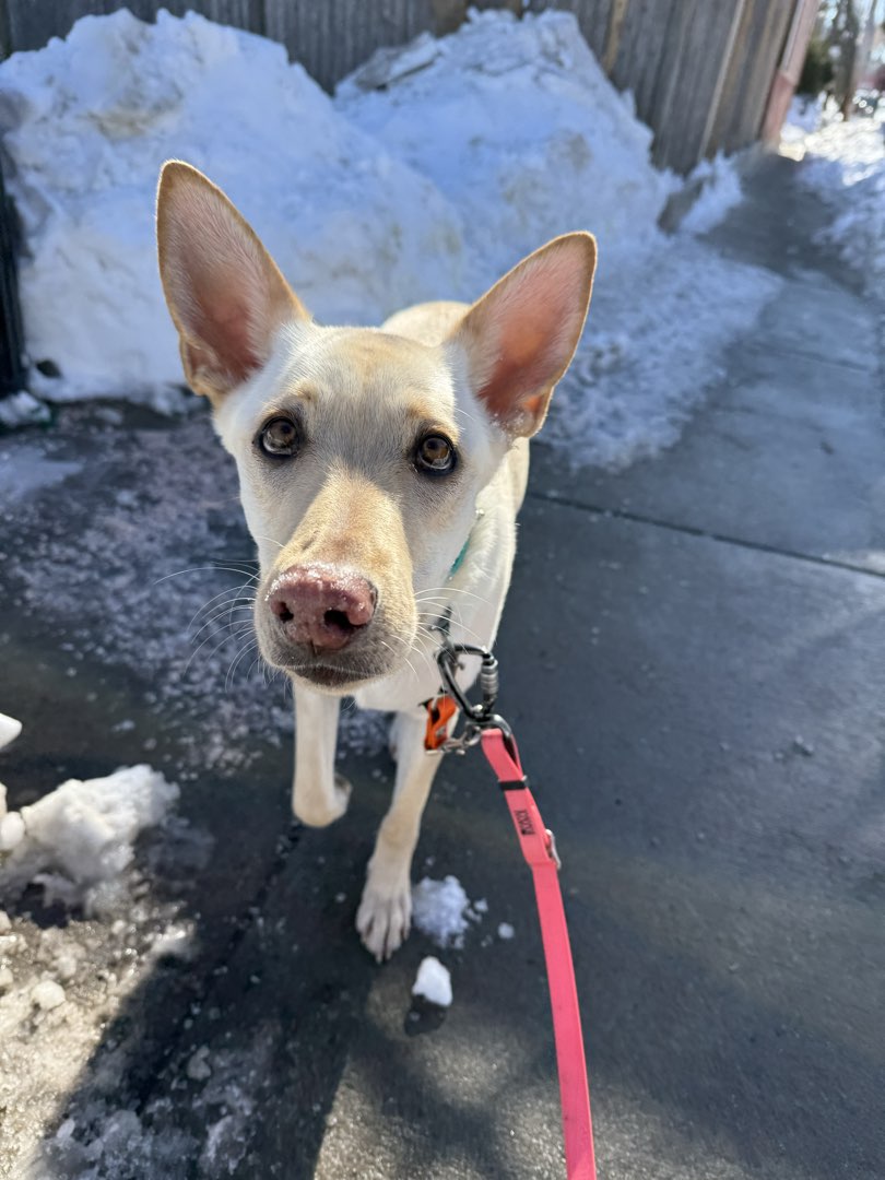 Photo of Sadie