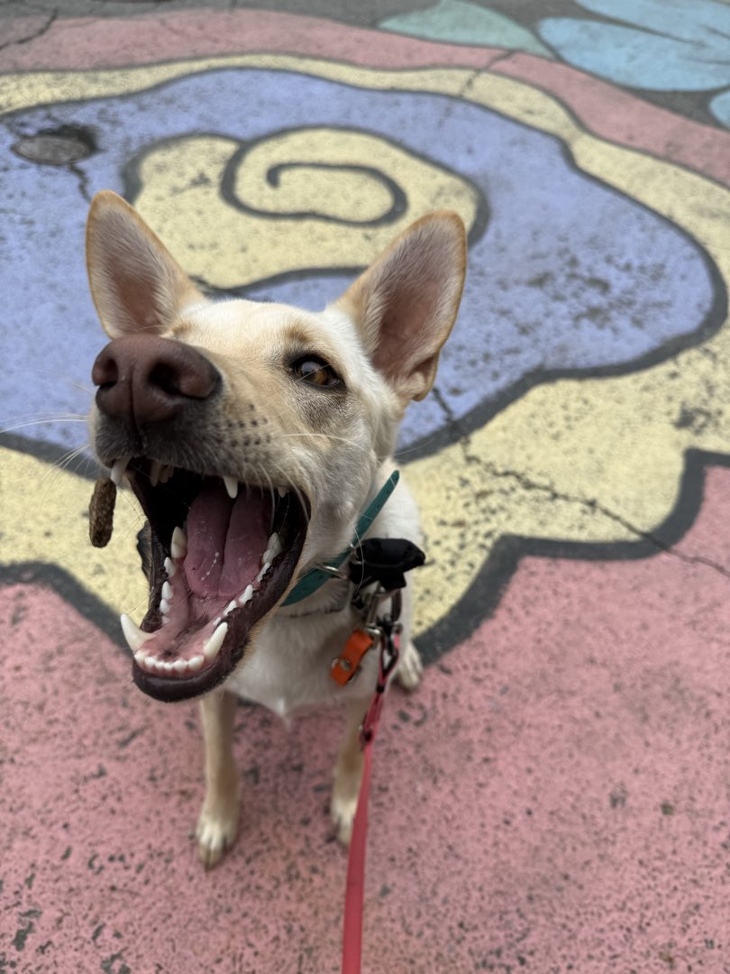 Photo of Sadie