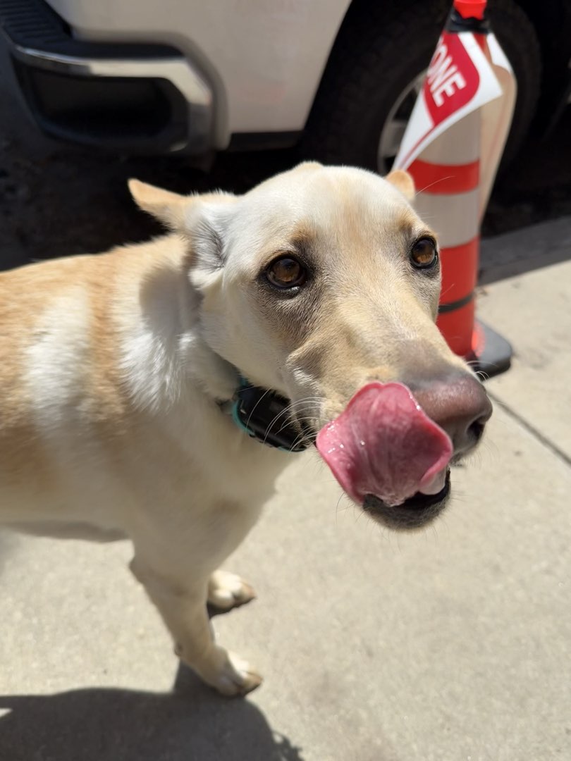 Photo of Sadie