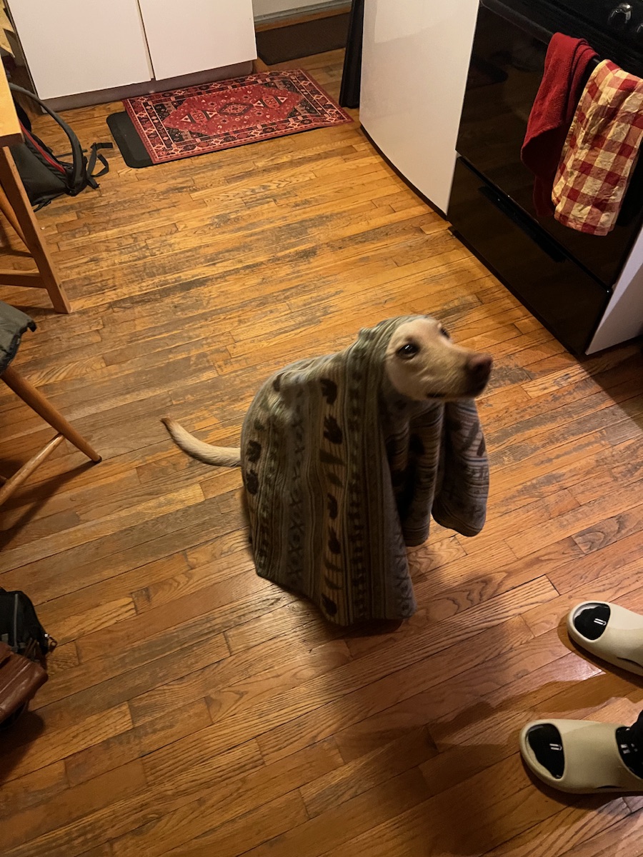 Photo of Sadie