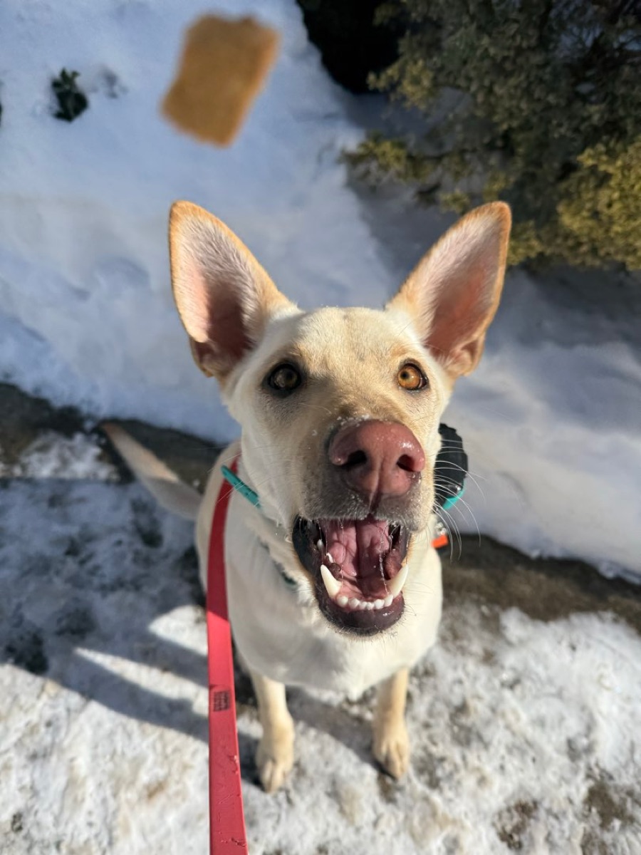 Photo of Sadie