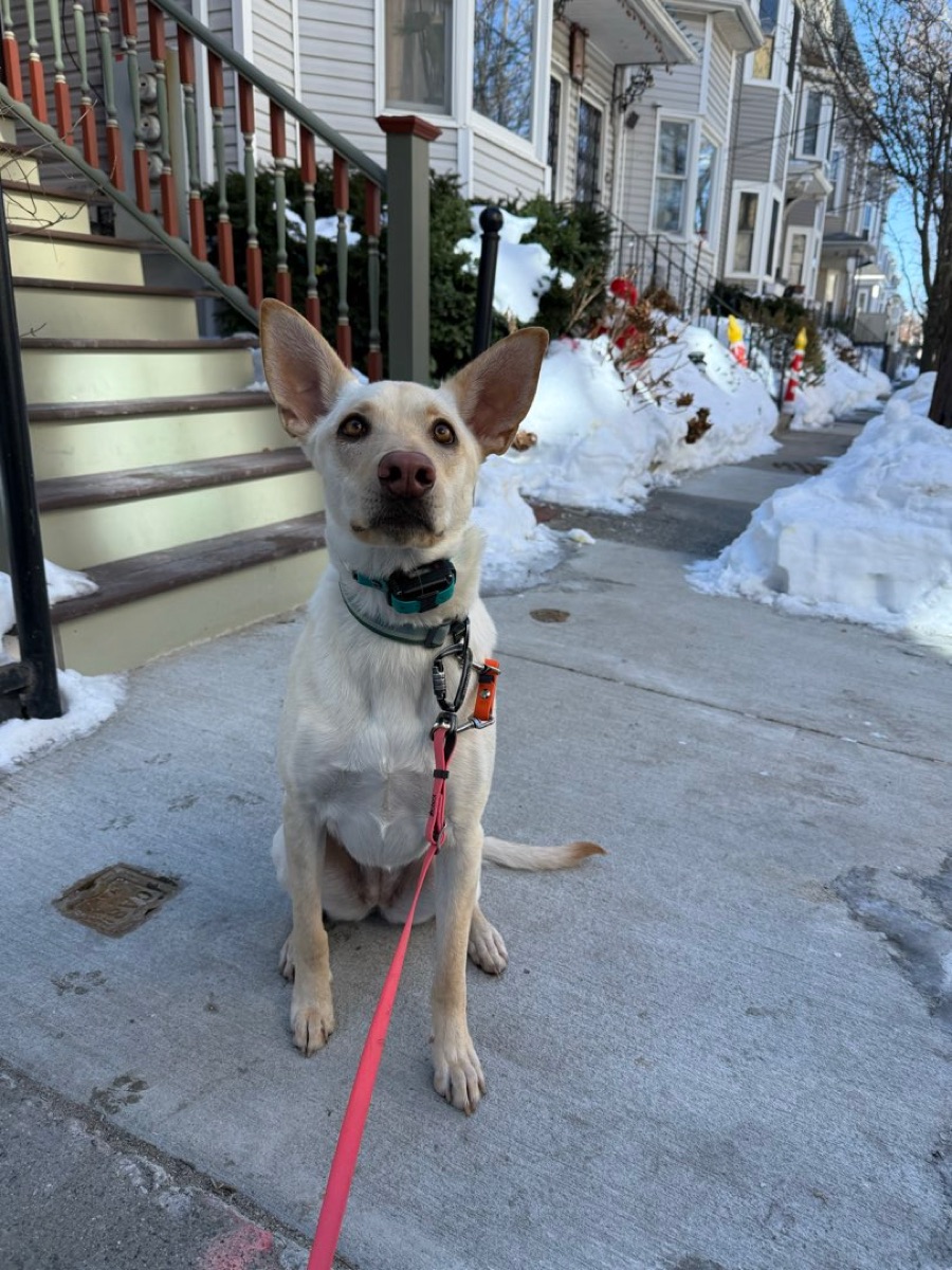 Photo of Sadie