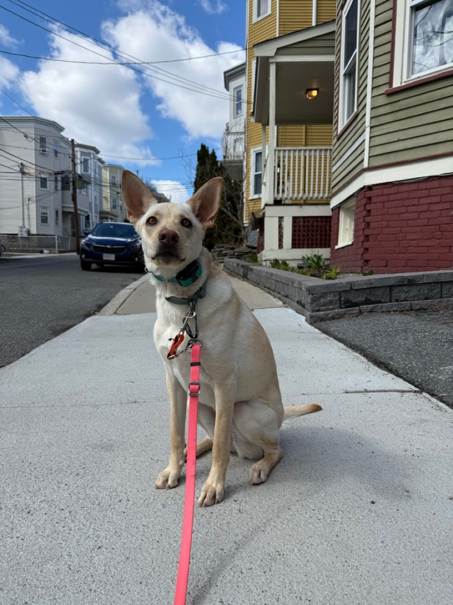 Photo of Sadie