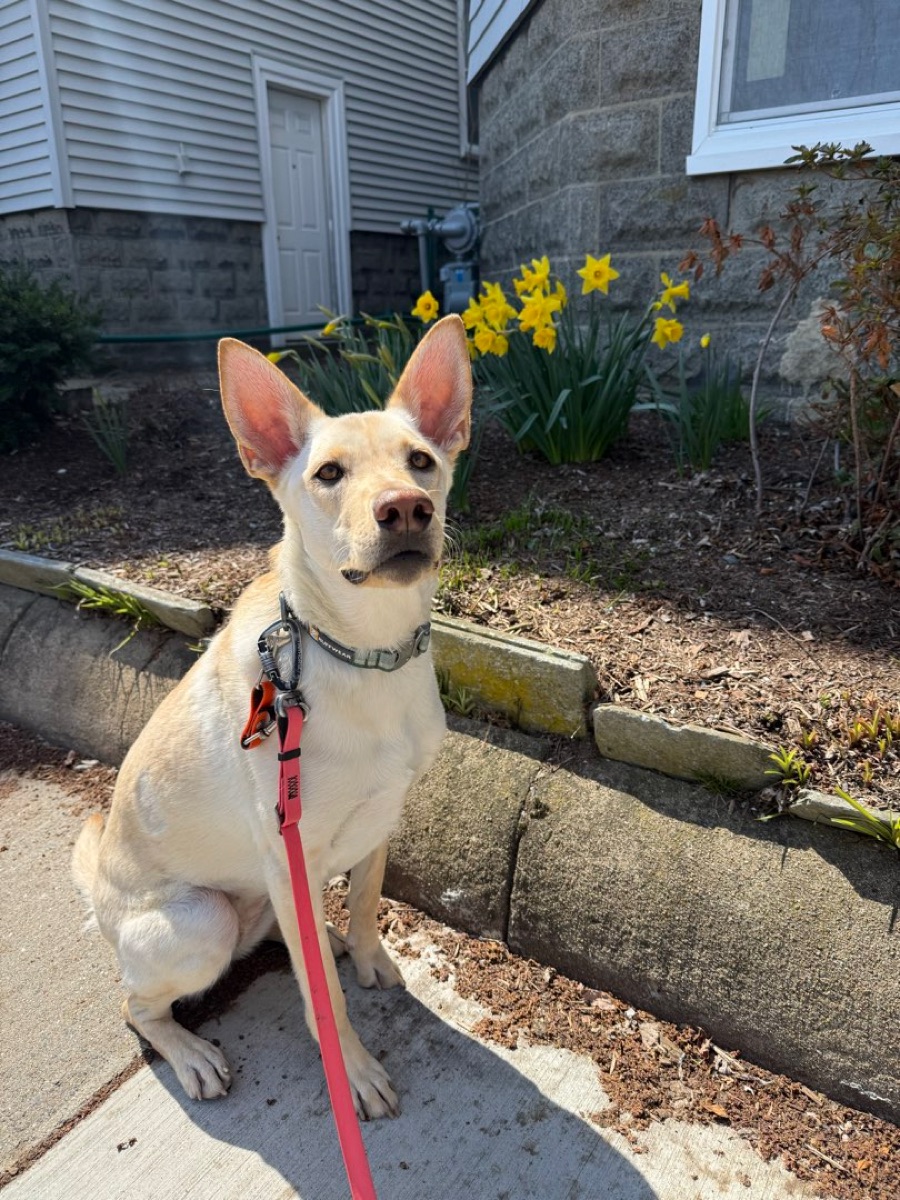 Photo of Sadie