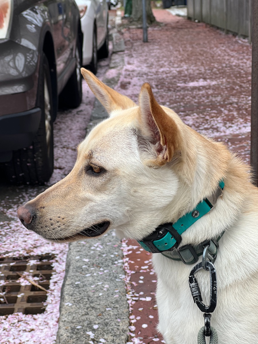 Photo of Sadie
