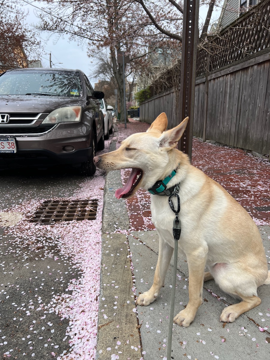 Photo of Sadie