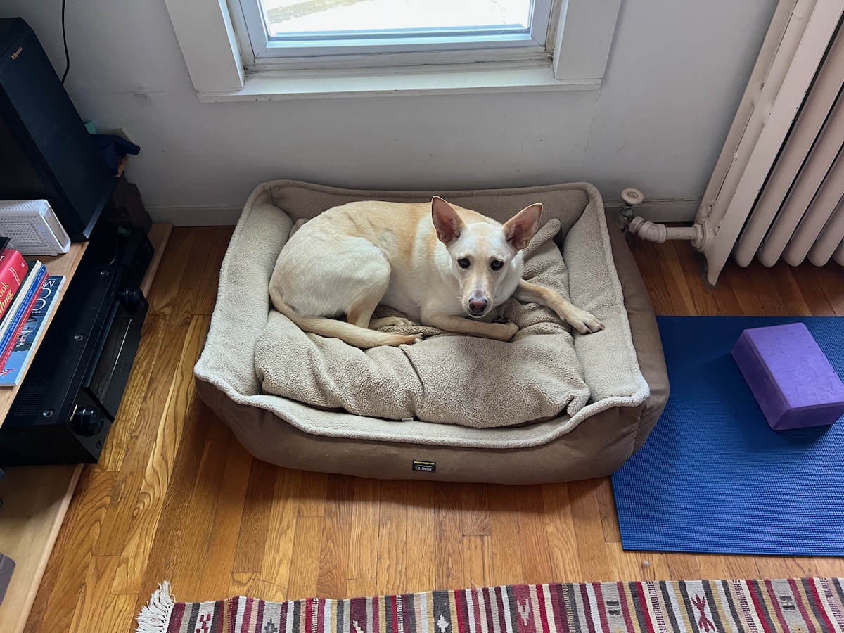 Photo of Sadie