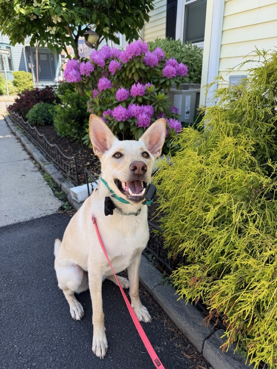 Photo of Sadie