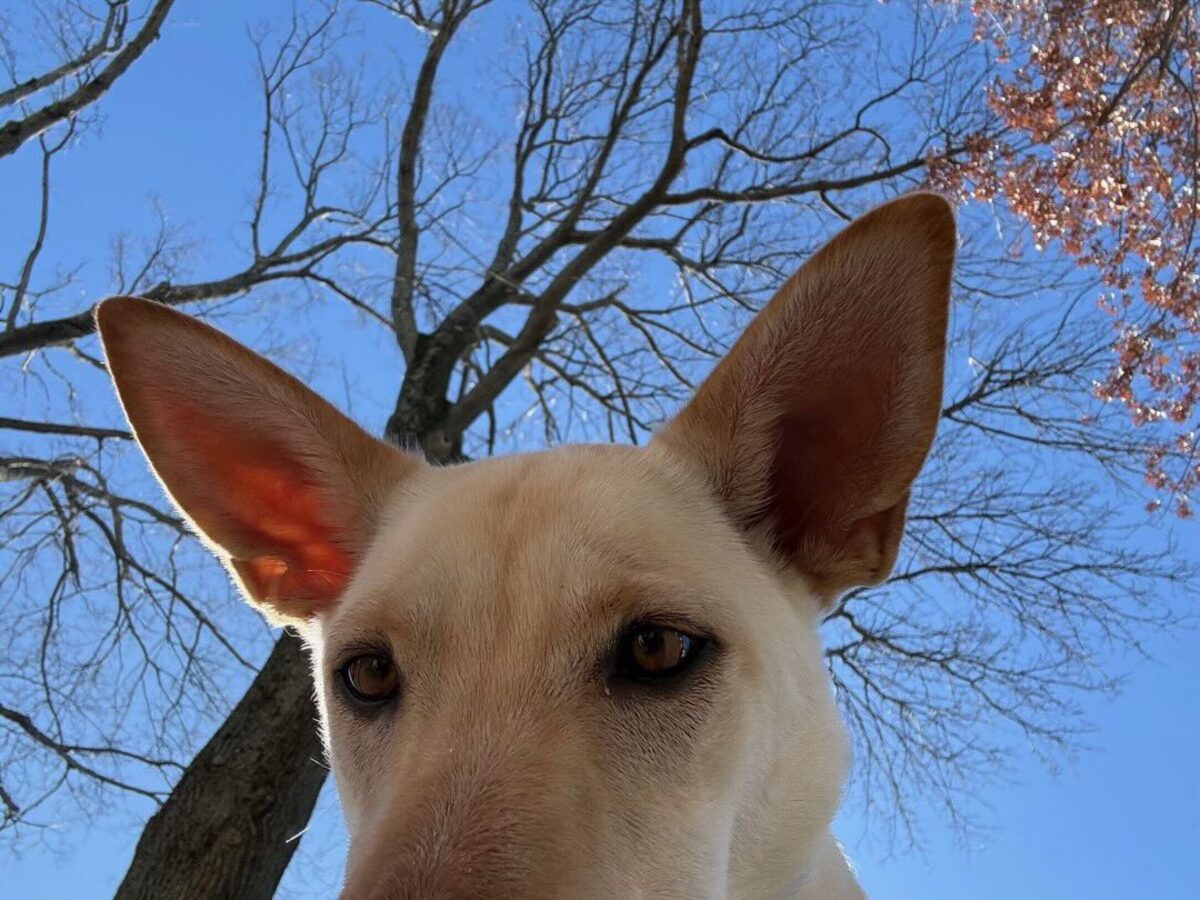 Sadie looking up at a tree