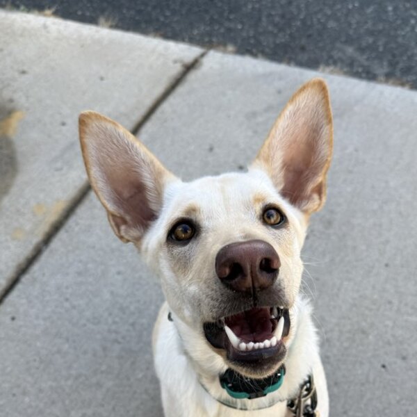 Photo of Sadie